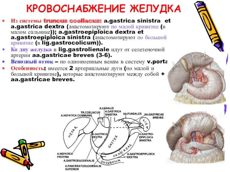 КРОВОСНАБЖЕНИЕ ЖЕЛУДКАИз системы truncus coeliacus: a.gastrica sinistra et a.gastrica dextra (анастомозируют по малой кривизне (в малом сальнике));