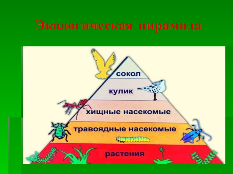 Презентация на тему экологические пирамиды