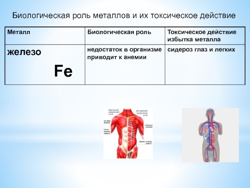 Роль металлов