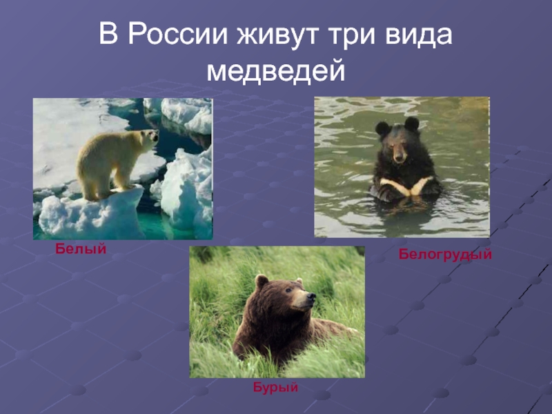 В России живут три вида медведейБелыйБелогрудый   Бурый