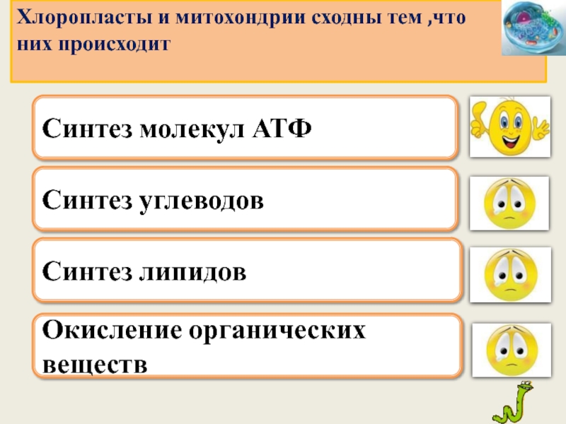 Синтез тест. Синтез углеводов в клетке. Синтез липидов в клетке. Где происходит Синтез углеводов. Где происходит Синтез липидов в клетке.