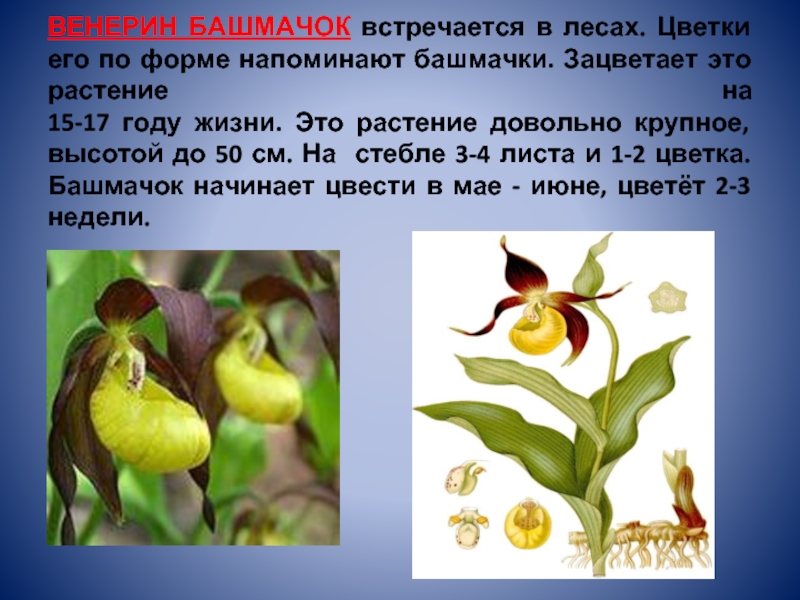 ВЕНЕРИН БАШМАЧОК встречается в лесах. Цветки его по форме напоминают башмачки. Зацветает это растение на 15-17 году