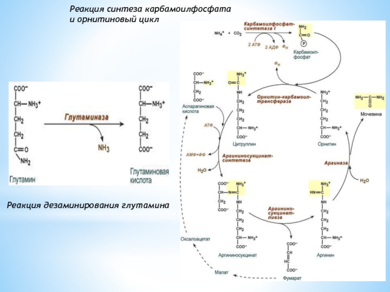 Орнитиновый цикл реакции. Реакции орнитинового цикла биохимия. Орнитиновый цикл Кребса. Орнитиновый цикл биохимия реакции в митохондриях. Синтез глутамина в орнитиновом цикле.