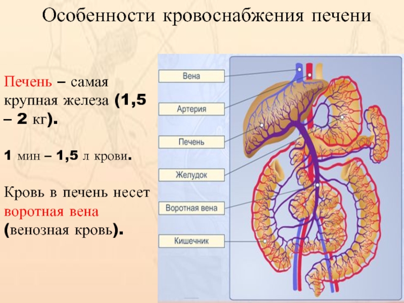 Крупные железы