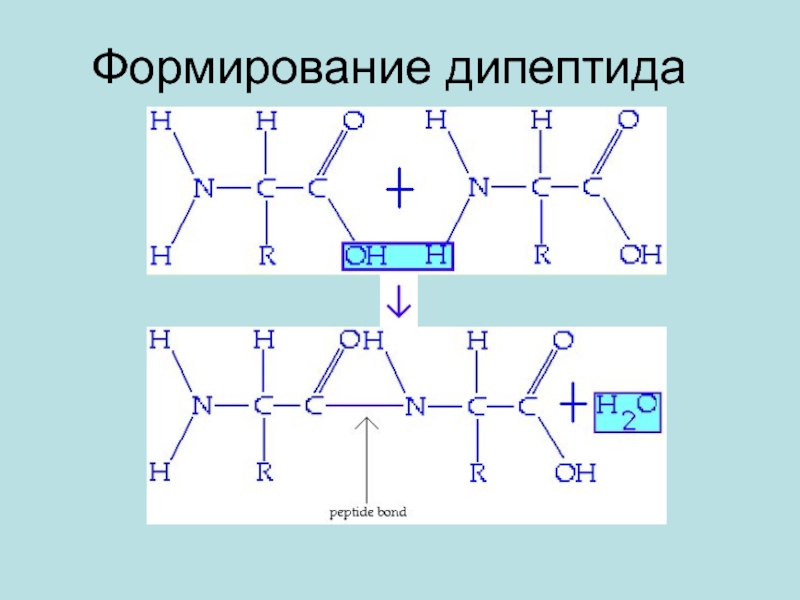 Схема образования дипептида