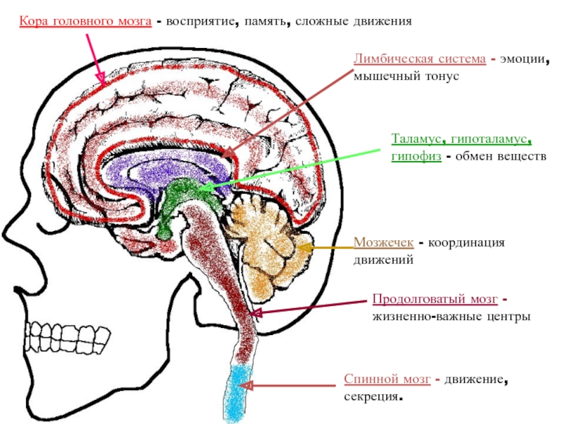 Признаки характеризующие кору головного мозга. Восприятие головного мозга. Деятельность коры головного мозга.