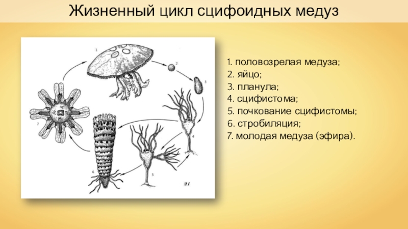 Цикл развития медузы рисунок с подписями