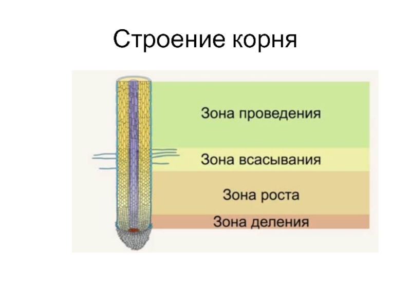 Строение корня 6 класс. Строение корня зоны. Микроскопическое строение корня зоны корня. Внутреннее строение корня 6 класс зоны корня. Строение зоны корня 6 класс.