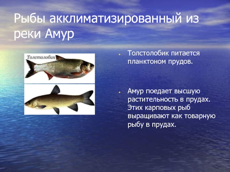Амур имеет питание. Толстолобик и Амур. Акклиматизированные рыбы. Рыбы из реки Амур. Сообщение о рыбе толстолобик.