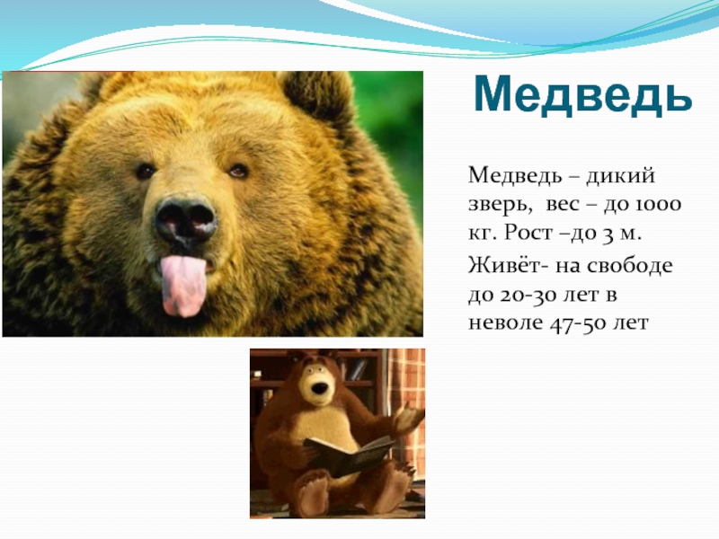 МедведьМедведь – дикий зверь, вес – до 1000 кг. Рост –до 3 м. Живёт- на свободе
