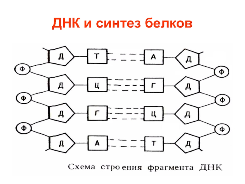 Блок схема внимания как ранней селекции информации