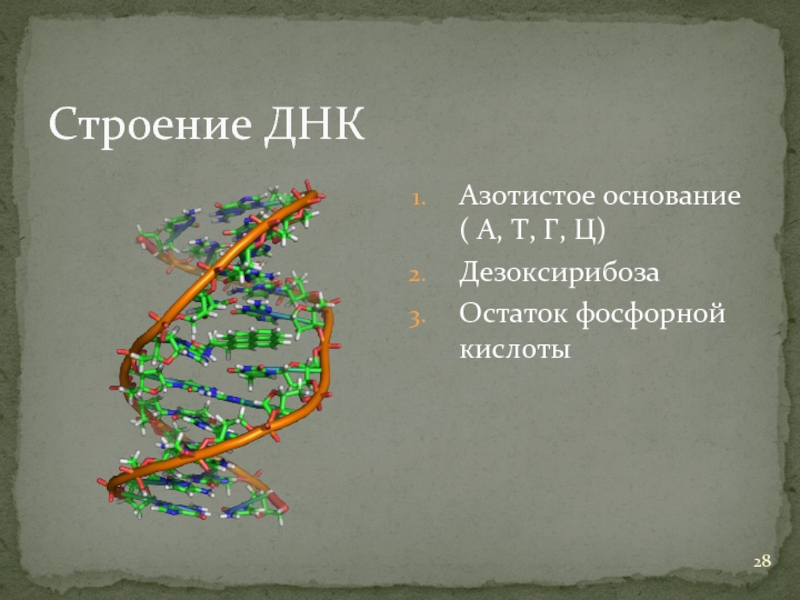 Фосфорный остаток днк. Кроссворд на тему нуклеиновые кислоты.