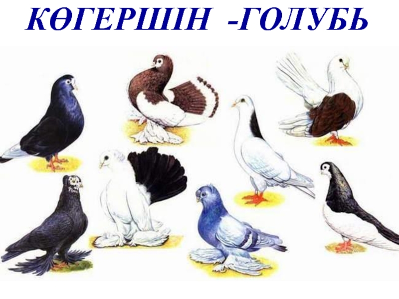 Құстар біздің досымыз сурет. Различные породы голубей. Породы голубей и их названия. Породы голубей с подписями. Виды голубей на одной картинке.