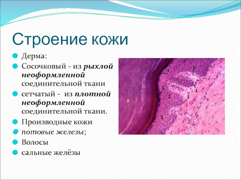 Плотный представлять. Плотная неоформленная соединительная ткань дерма кожи. Плотная неоформленная соединительная ткань сетчатого слоя кожи. Плотная соединительная ткань кожи пальца препарат. Плотная соединительная ткань дермы.