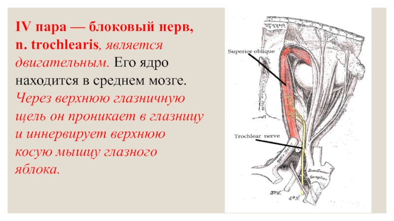 Блоковый нерв схема