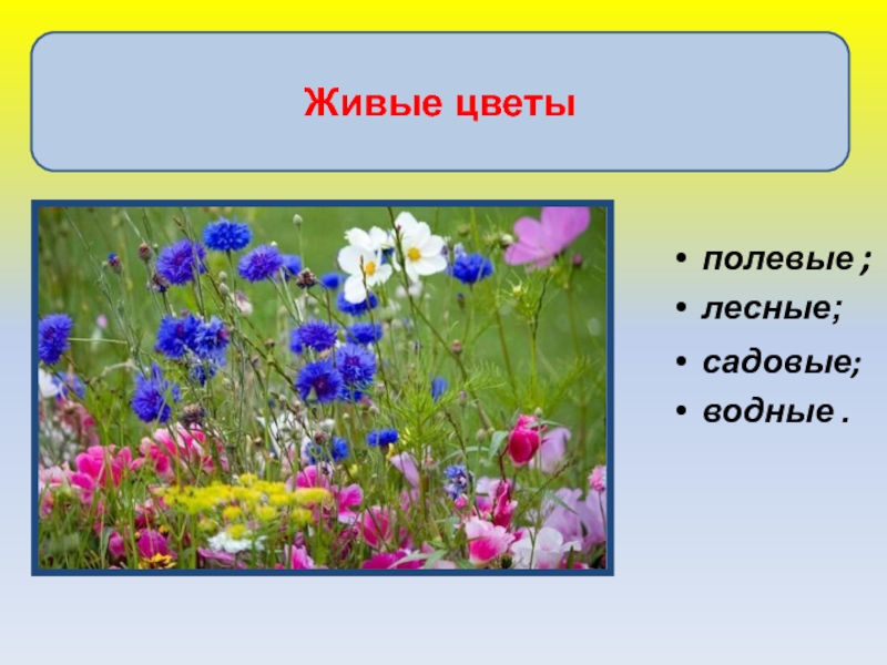 Полевых цветочков песня. Садовые полевые и Лесные цветы. Презентация цветы полевые и садовые. Полевые цветы фото и названия для детей. Полевые цветы картинки для детей с названиями.