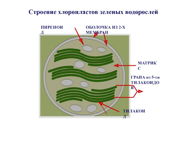 Строение хлоропласта презентация