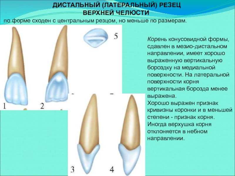 Боковой резец верхней челюсти фото