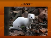 Ласка