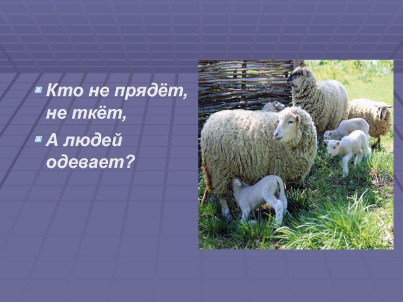 2 класс дикие и домашние животные презентация. Не прядёт не ткёт а людей одевает ответ. Не прядет не ткет а людей. Не прядёт не ткёт а людей одевает ответ на загадку. Отгадка на загадку не прядет не ткет а людей одевает.