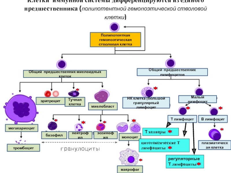 Онтогенез лимфоцитов схема