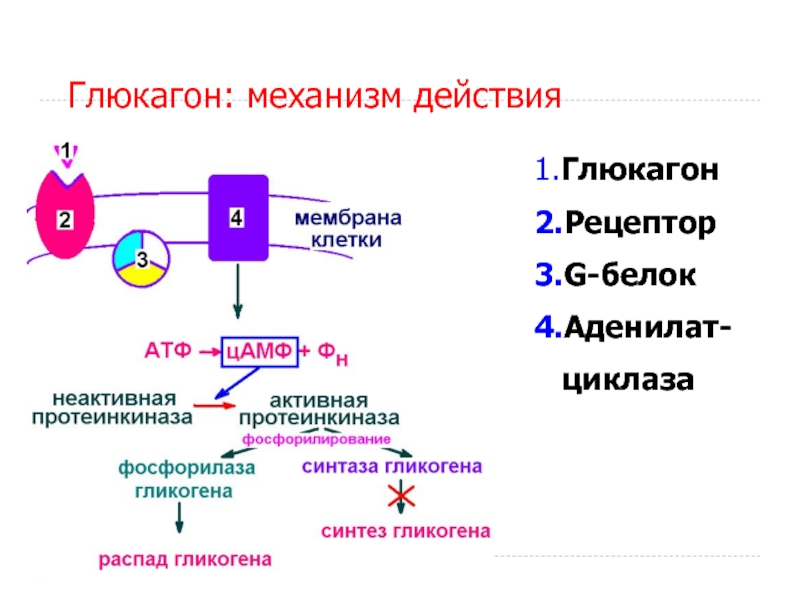 Адреналин презентация по биохимии