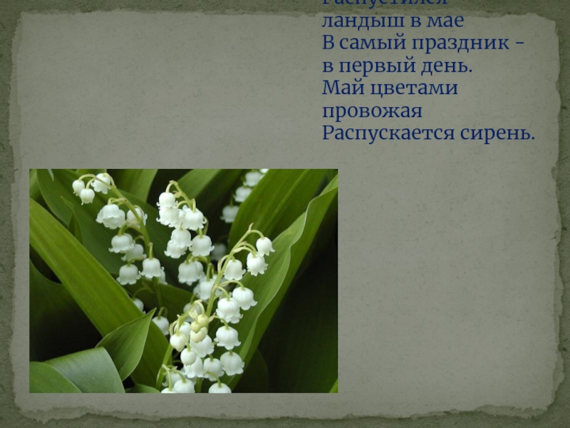 Первого мая цветы песня. Май цветами провожая распускается сирень. День ландыша в России.