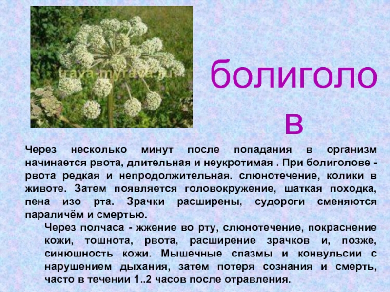 Спустя несколько минут. Болиголов окружающий мир 2 класс. Болиголов яд воздействие на организм. Отравление болиголовом. Отравление болиголовом симптомы.