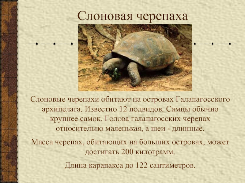 Слоновая черепахаСлоновые черепахи обитают на островах Галапагосского архипелага. Известно 12 подвидов. Самцы обычно крупнее самок. Голова галапагосских