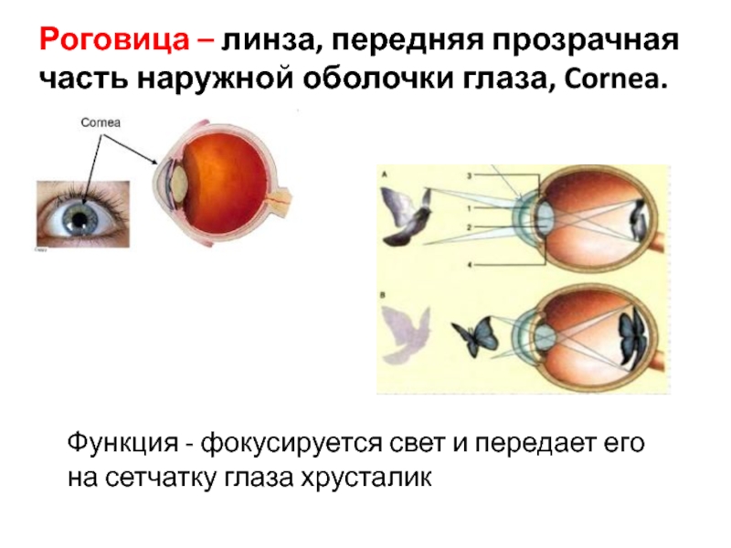 Передняя линза. Прозрачная часть наружной оболочки глаза это. Передняя прозрачная оболочка глаза. Сетчатка и роговица глаза.