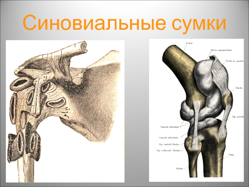 Синовиальная сумка. Подмышечная синовиальная сумка. Синовиальная суставная сумка. Синовиальные складки и сумки.