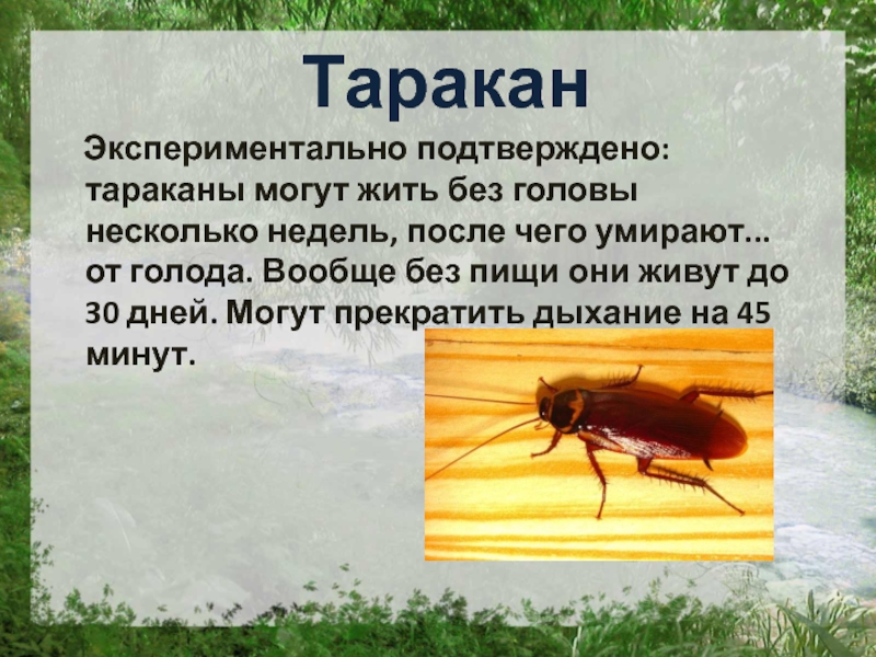 Таракан  Экспериментально подтверждено: тараканы могут жить без головы несколько недель, после чего умирают... от голода.
