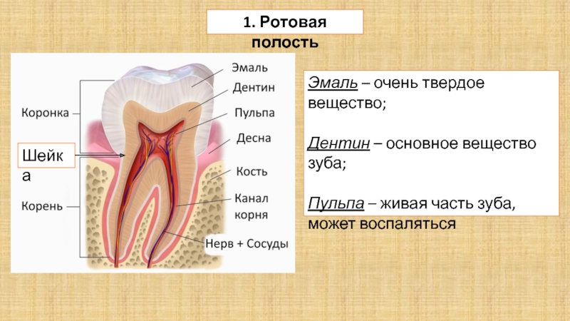 Зубы человека выполняют функцию. Строение зуба эмаль дентин. Строение зуба человека эмаль пульпа. Зуб эмаль дентин пульпа.