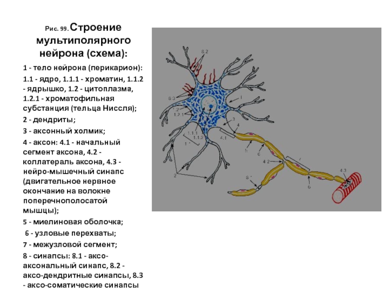 Нейрон 1. Строение нейрона тельца Ниссля. Строение мультиполярного нейрона. Миелиновая оболочка мультиполярного нейрона. Строение перикариона нейрона.