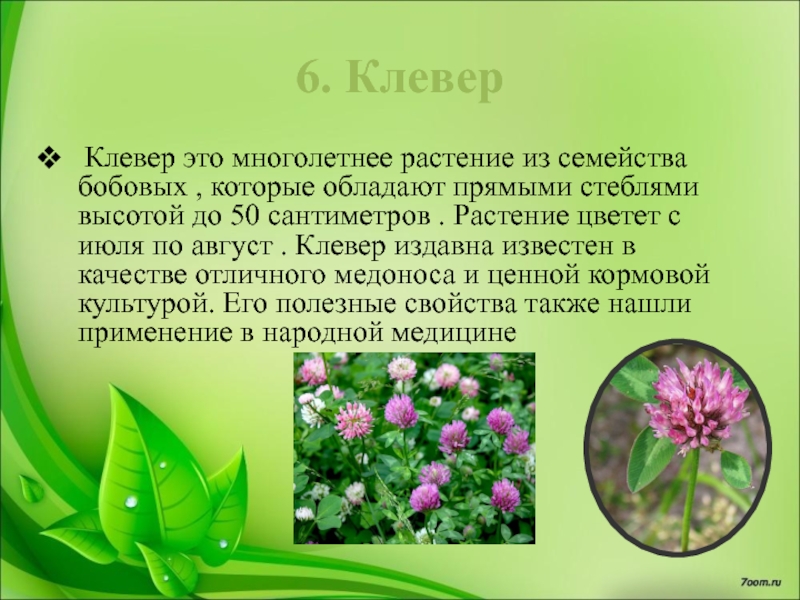 Клевер фото растения и описание