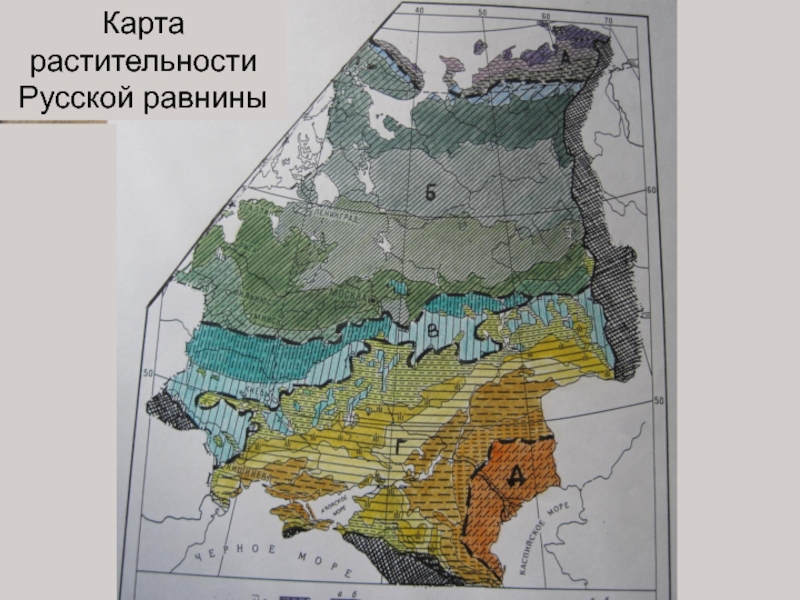 Карта природных зон русской равнины