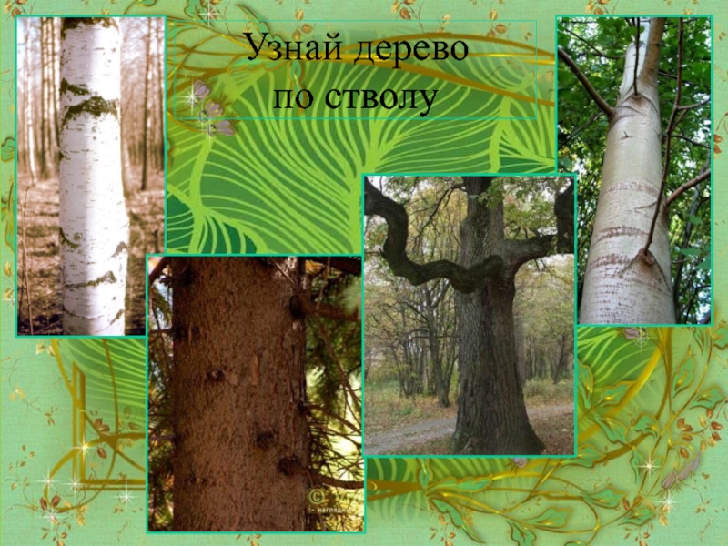 Как распознать дерево по фотографии онлайн бесплатно