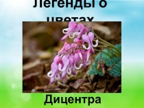 Легенды о цветах. Дицентра