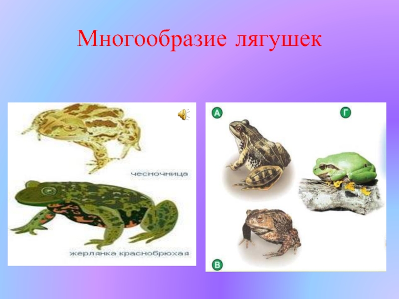 Класс земноводные многообразие. Многообразие лягушек. Многообразие земноводных бесхвостые. Земноводные лягушки разнообразие. Разнообразие амфибий.