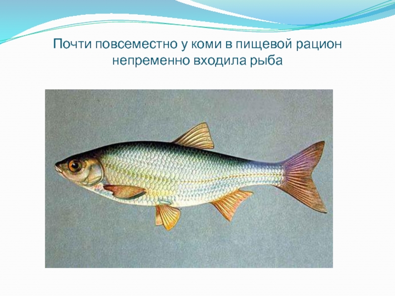 Почти повсеместно у коми в пищевой рацион непременно входила рыба