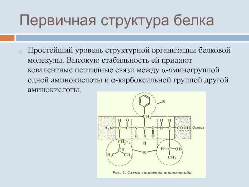 Рассмотрите схему участка первичной структуры молекулы. Ковалентная пептидная связь. Структура белка пкптидная связьпервичная. Высшие структуры организация белковых. Первичная структура белка образована с помощью пептидных связей.