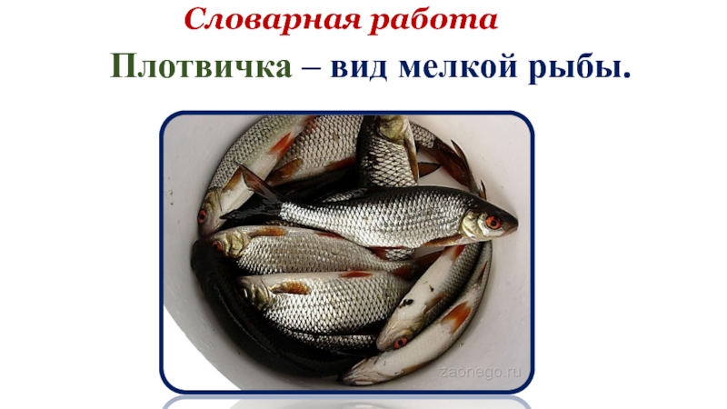 Словарная работаПлотвичка – вид мелкой рыбы.