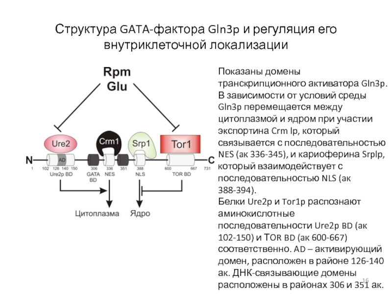 Gln. Структура p. Внутриклеточный домен. Структура p1-1. Gata транскрипционные факторы.