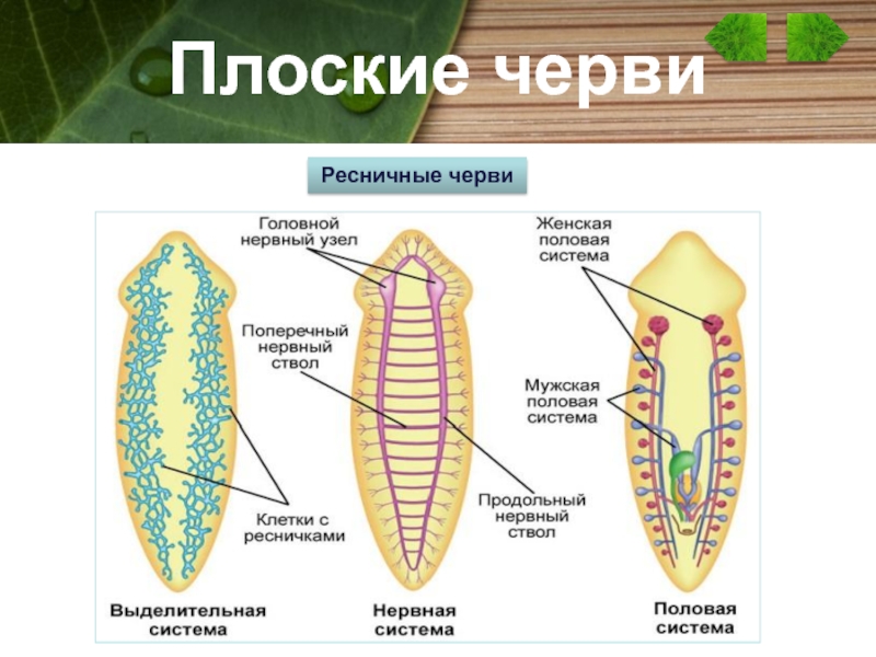 Плоские черви размножение