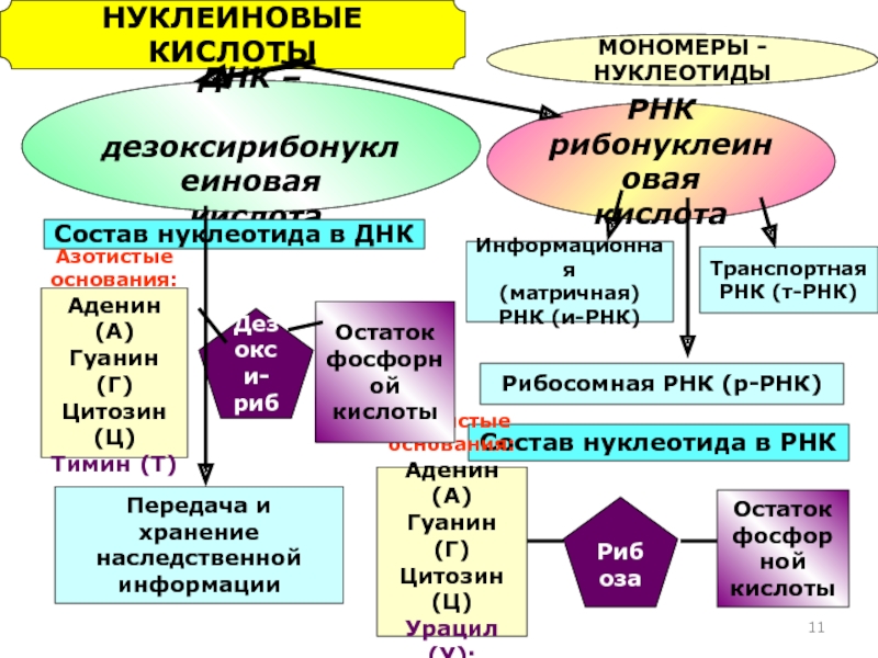 Нуклеиновые кислоты проект