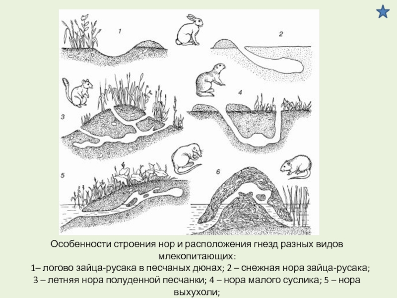 Схема норы суслика