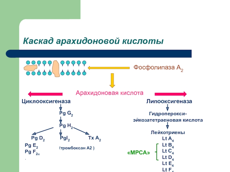 Арахидоновая кислота купить