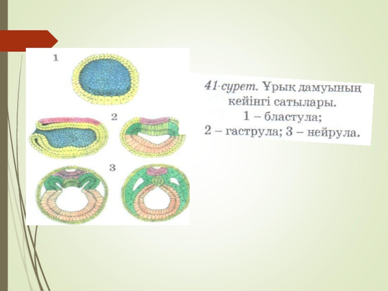 Онтогенез сатылары презентация