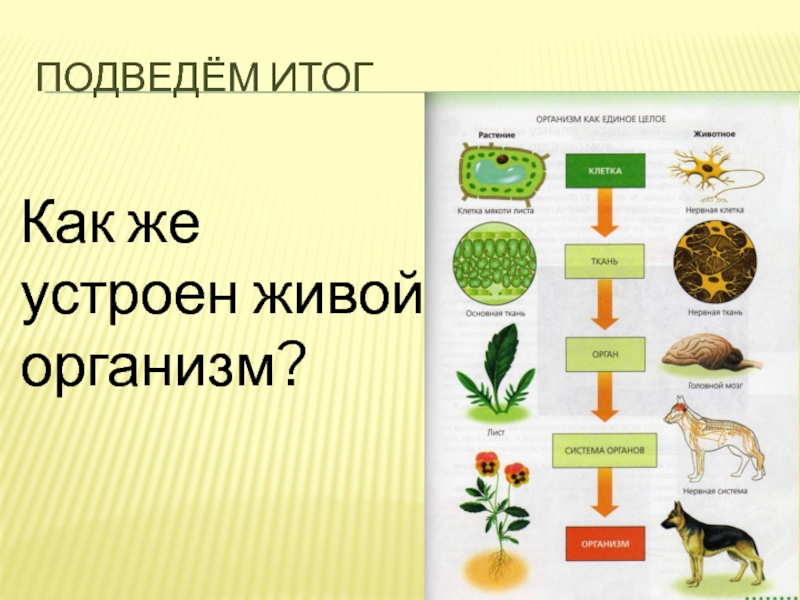 Процесс живого организма. Модель живой организм. Как делятся живые организмы. Схема как устроен живой организм. Тематический урок на тему живой организм.