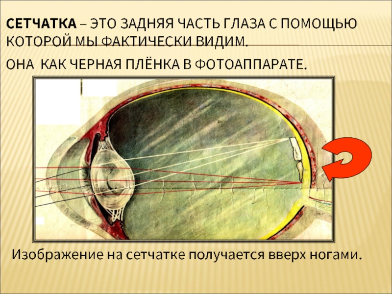 Известно что изображение тех предметов которые видит человек на сетчатке глаза